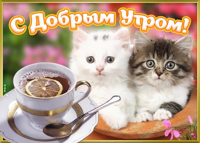 Открытки с Днём Рождения с котом