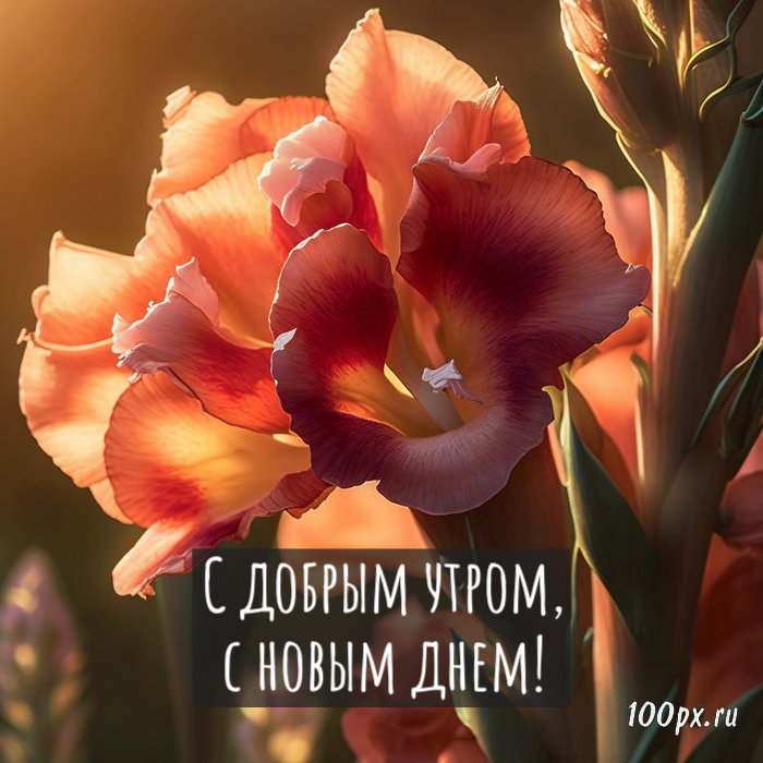 С добрым утром, новым днем! — 🌺 гифки 