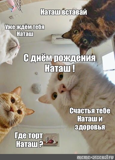 Котик поздравляет с днем рождения 