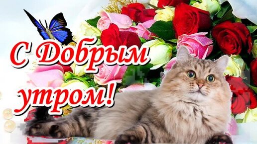 Открытка С добрым утром! кошка и котенок 