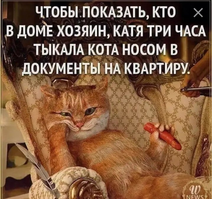 Смешные коты, которые поднимают 