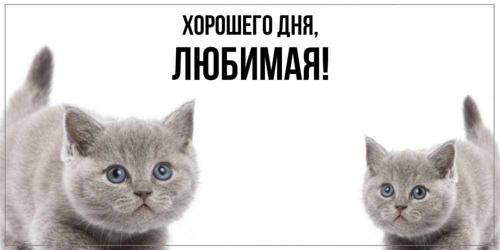 Классная открытка доброе утро с котиком