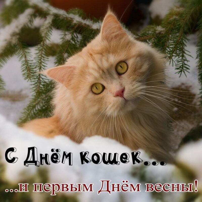 Красивые картинки котов и кошек 