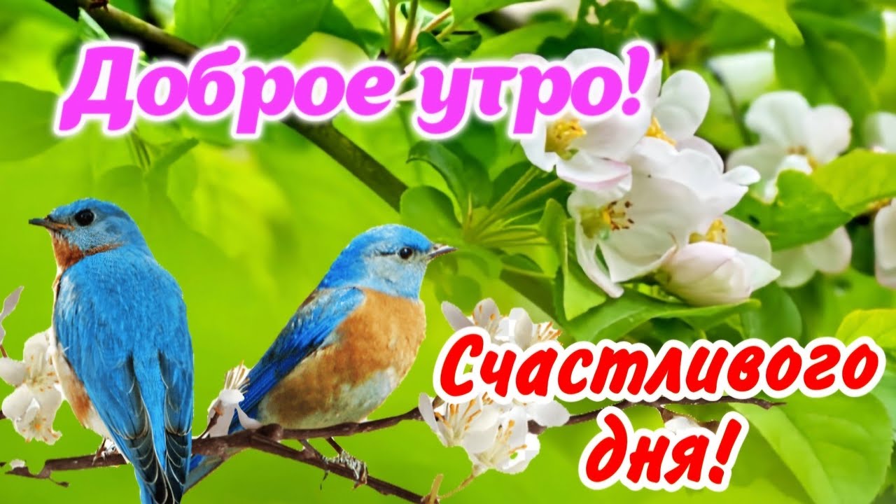 🌷 С добрым утром ! Весеннего тепла 