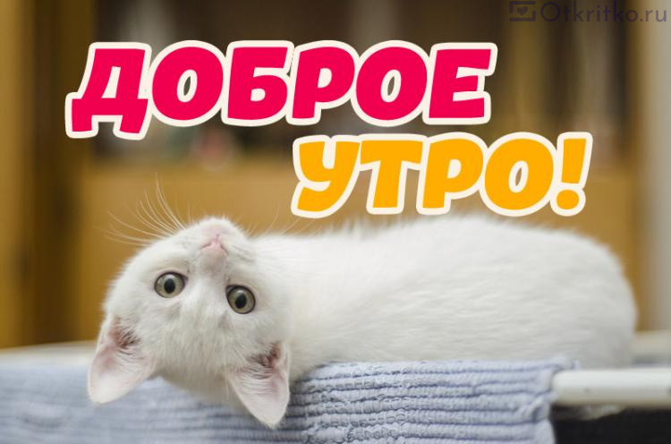 Осенние открытки с котиками для хорошего настроения