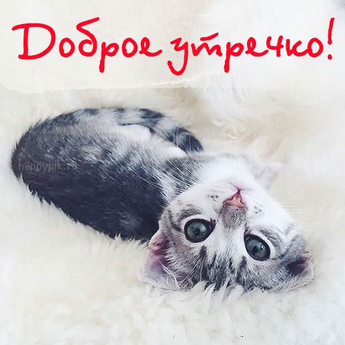 Открытки Доброе Утро С Кошками 