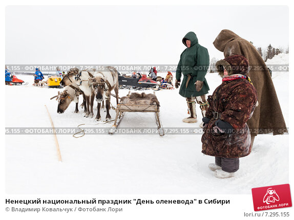 День оленевода – Новости в Норильске, последние новости по 