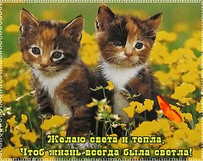 Скачать картинки Кошка и котята 