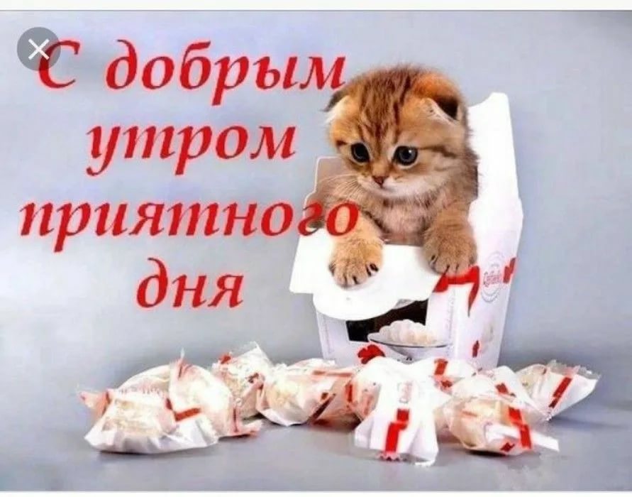 🐱 МУЗЫКАЛЬНЫЕ ОТКРЫТКИ С ЖИВОТНЫМИ 🐱 МИЛЫЕ МОРДАШКИ ЖЕЛАЮТ 