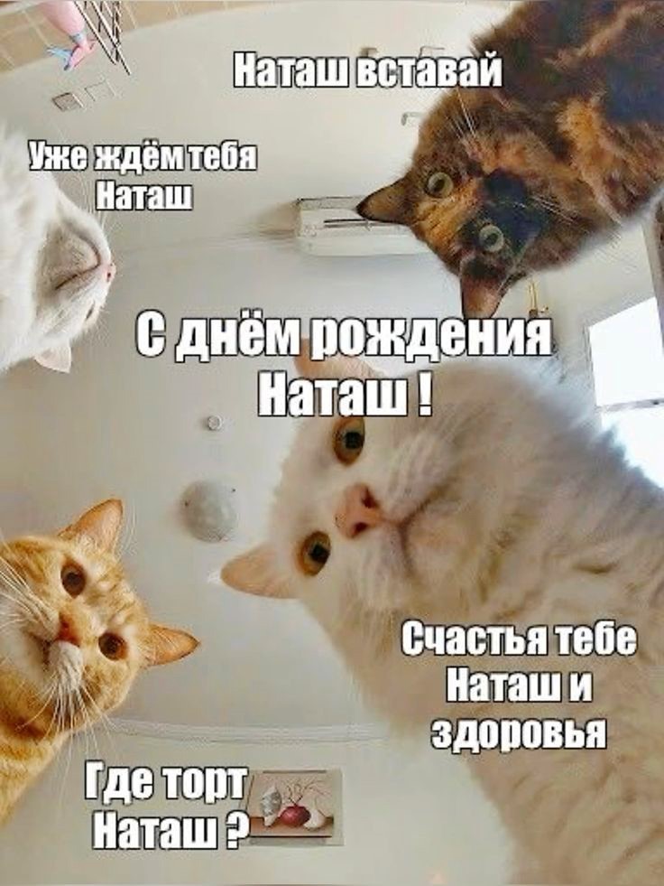 😻Как отпраздновать день рождения кошки 