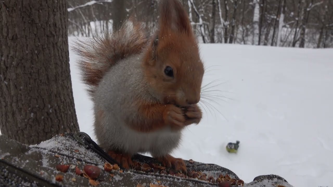 Сергей и Белка С Днем Рождения 