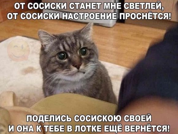 Смешные Коты Изображения – скачать 