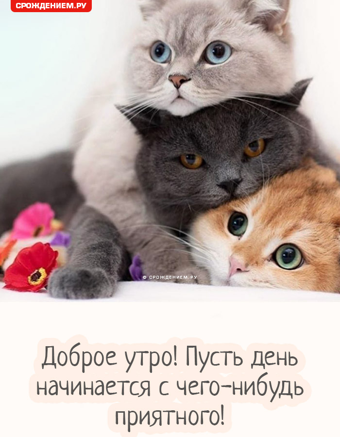 🐱 МУЗЫКАЛЬНЫЕ ОТКРЫТКИ С ЖИВОТНЫМИ 🐱 МИЛЫЕ МОРДАШКИ ЖЕЛАЮТ 