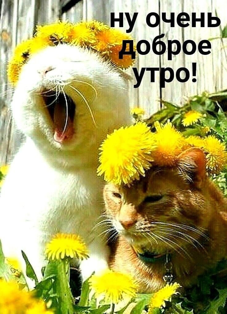 Прикольные картинки Доброе утро 👍 😄