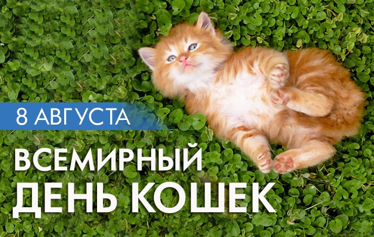 Всемирный День Кота и день рождения котоальманаха 