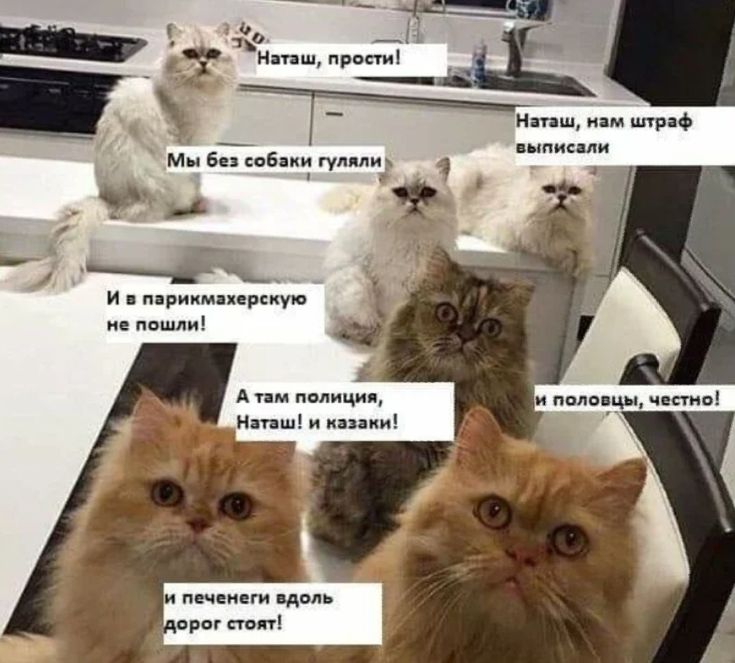 Хор котиков